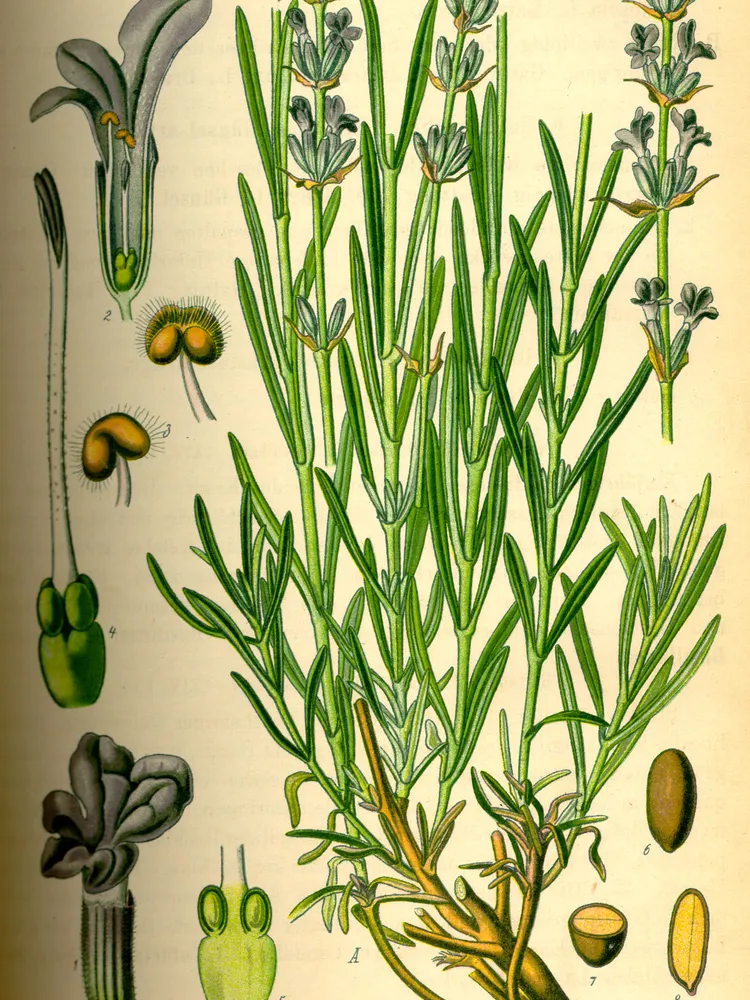 lavandula angustifolia plant showing characteristic features