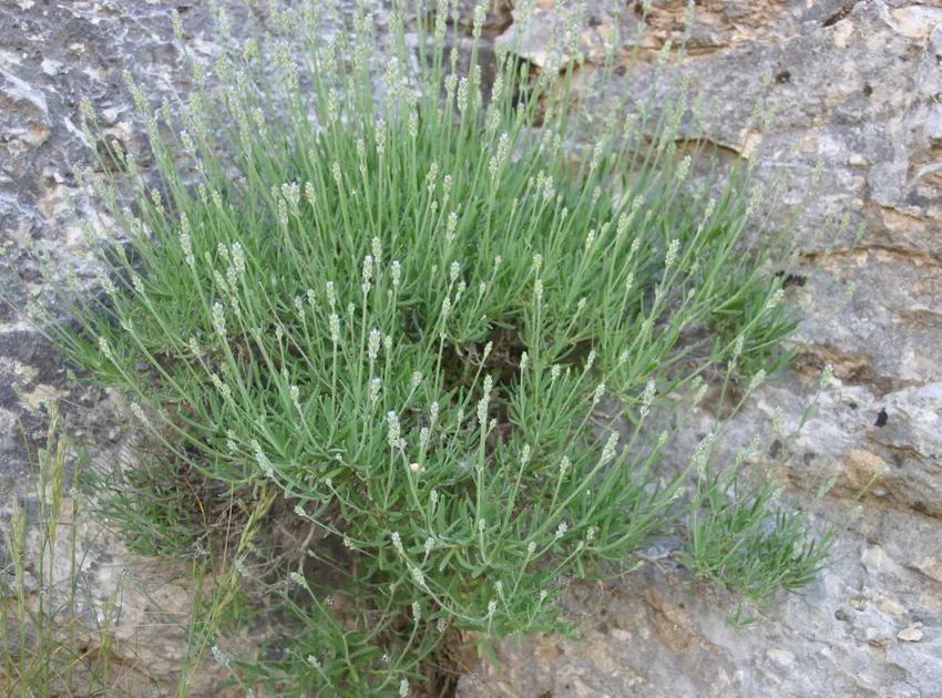 lavandula angustifolia plant showing characteristic features