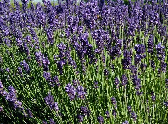 lavandula angustifolia plant showing characteristic features