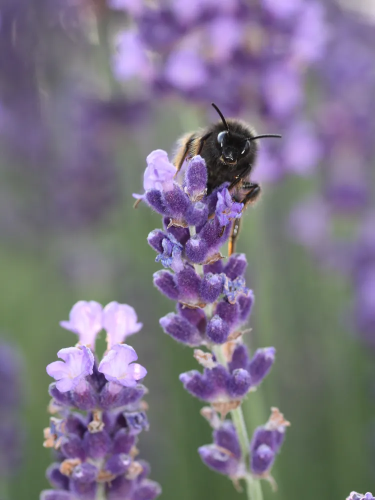 lavandula angustifolia plant showing characteristic features