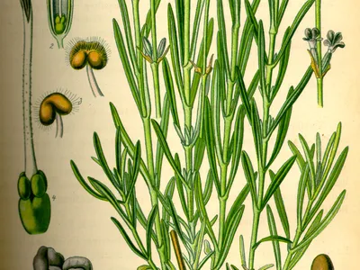 thumbnail lavandula angustifolia