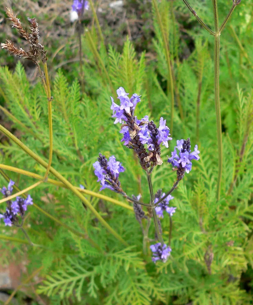 lavandula canariensis plant showing characteristic features