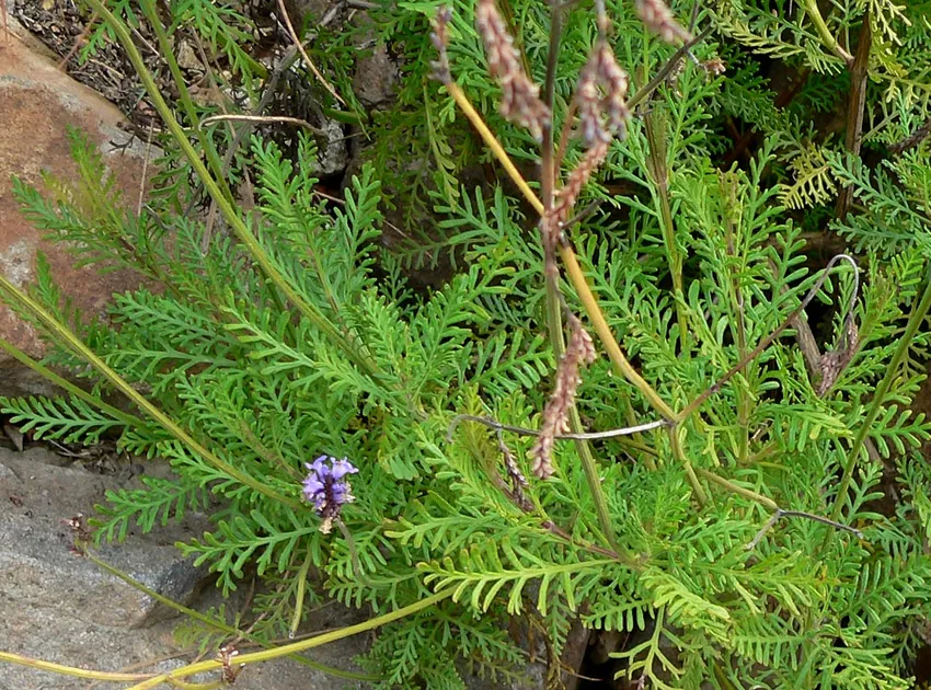 lavandula canariensis plant showing characteristic features