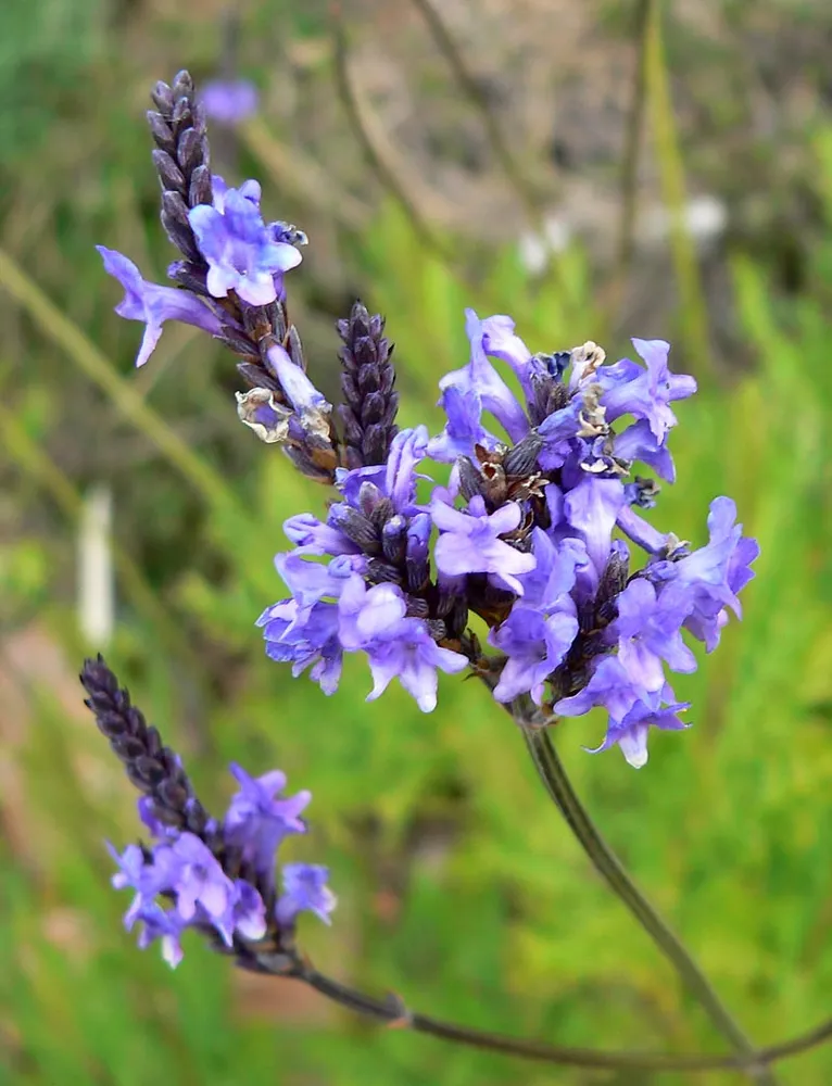 lavandula canariensis plant showing characteristic features