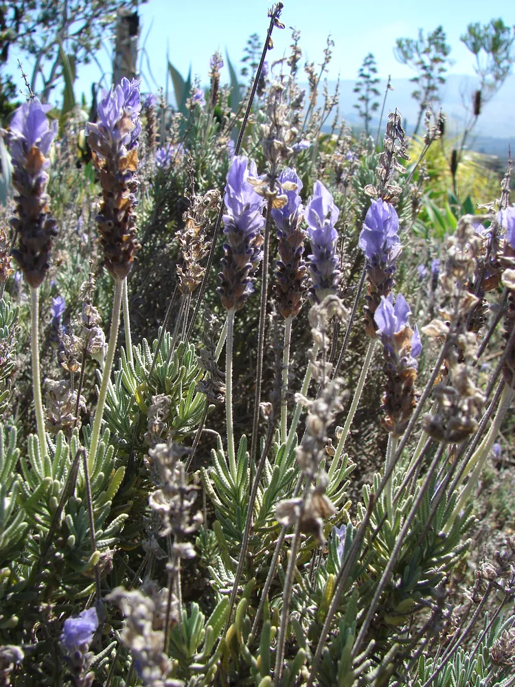 lavandula dentata plant showing characteristic features