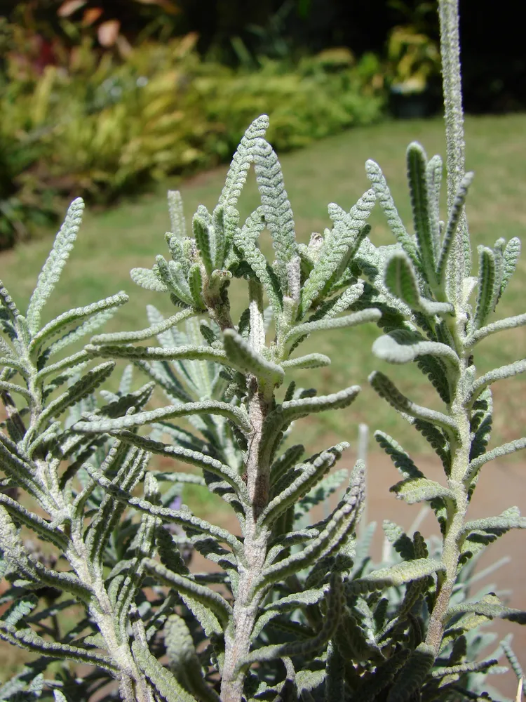 lavandula dentata plant showing characteristic features