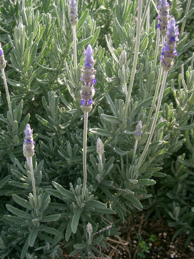 lavandula dentata plant showing characteristic features