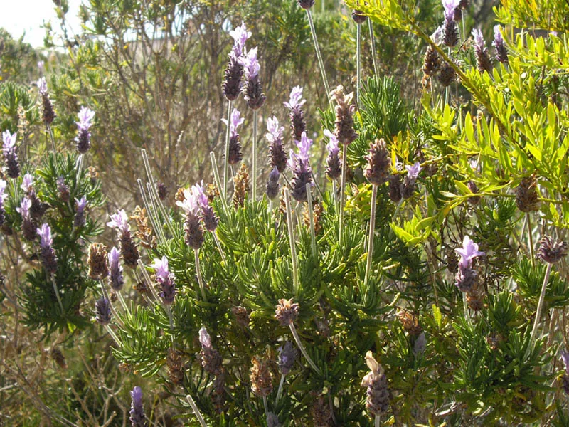 lavandula dentata plant showing characteristic features