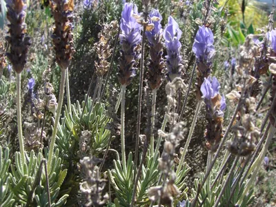 thumbnail lavandula dentata