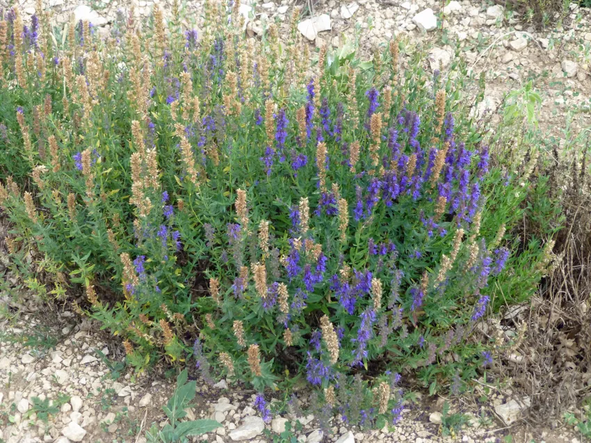 lavandula latifolia plant showing characteristic features