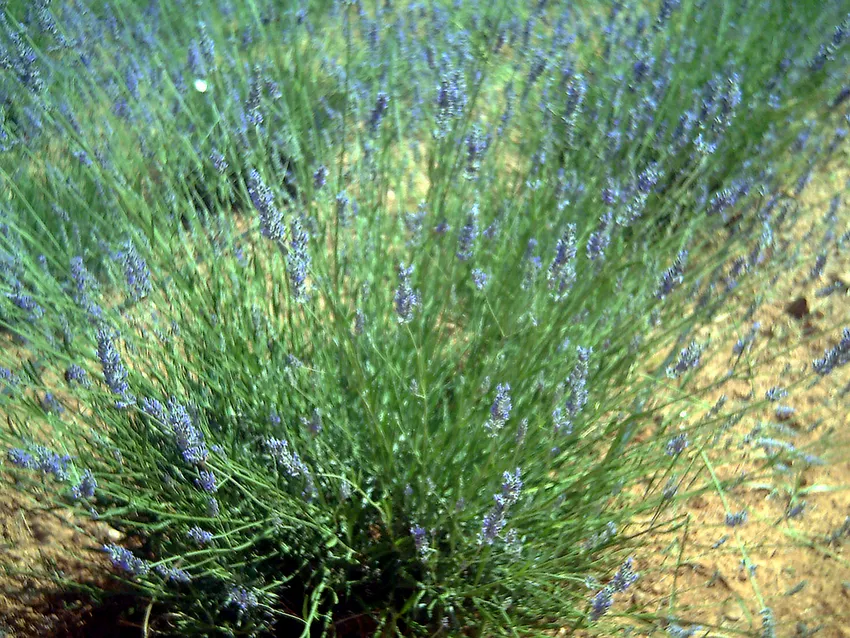 lavandula latifolia plant showing characteristic features