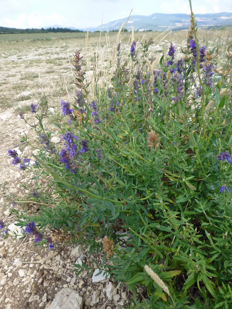 lavandula latifolia plant showing characteristic features