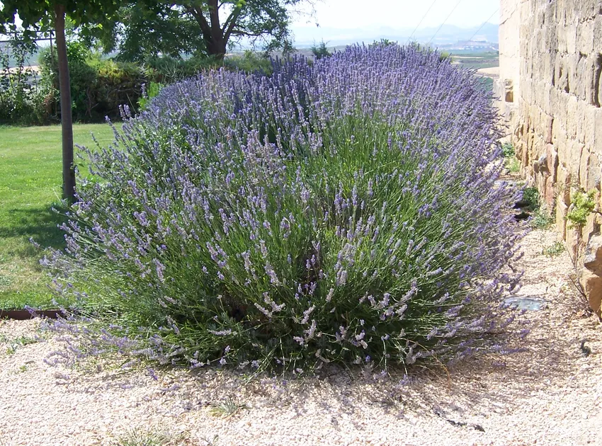 lavandula latifolia plant showing characteristic features