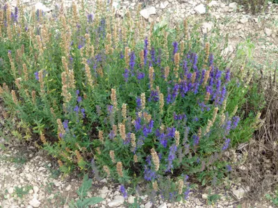 thumbnail lavandula latifolia