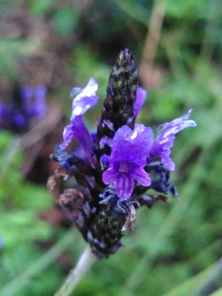 lavandula multifida plant showing characteristic features