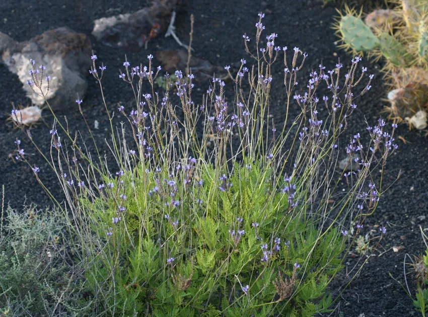 lavandula multifida plant showing characteristic features