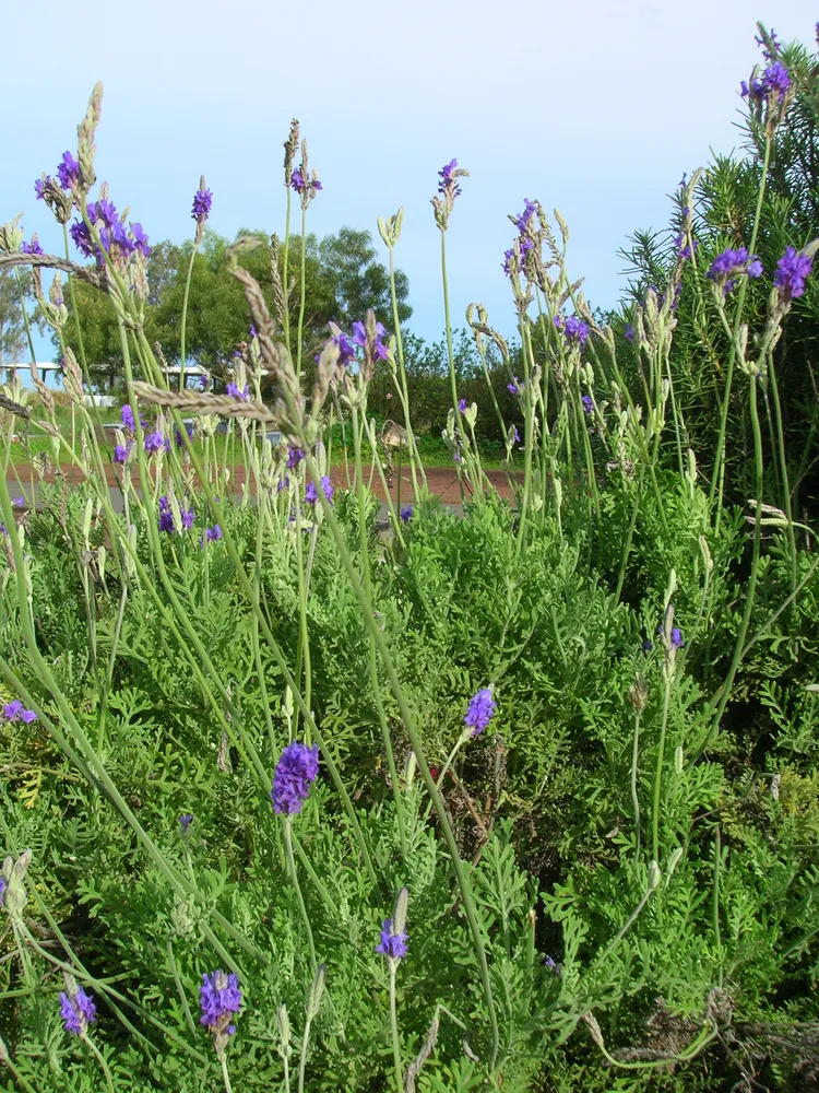 lavandula multifida plant showing characteristic features