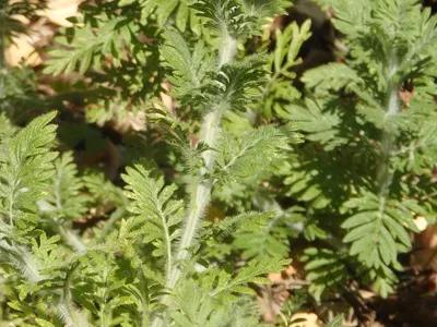thumbnail lavandula multifida
