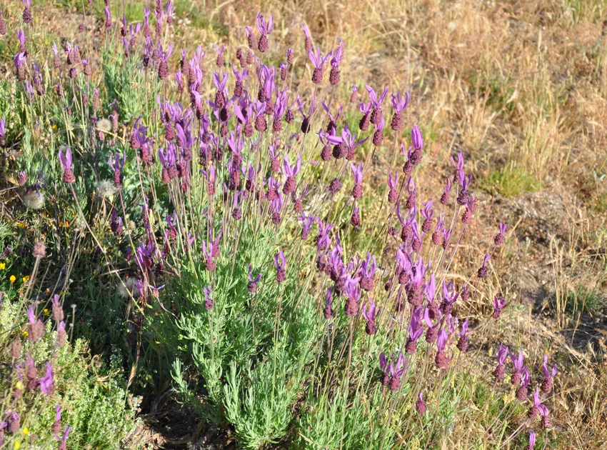 lavandula pedunculata plant showing characteristic features