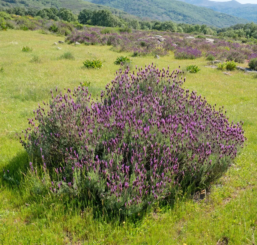 lavandula pedunculata plant showing characteristic features
