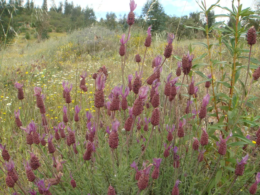 lavandula pedunculata plant showing characteristic features