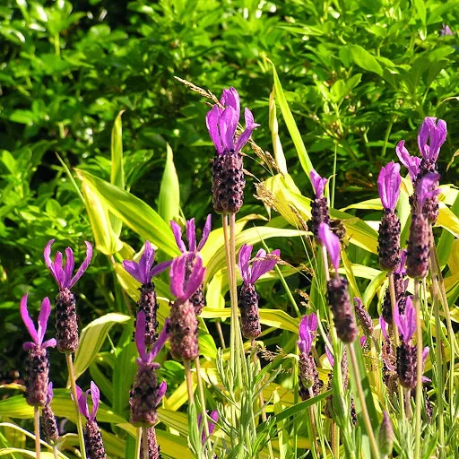 lavandula pedunculata plant showing characteristic features