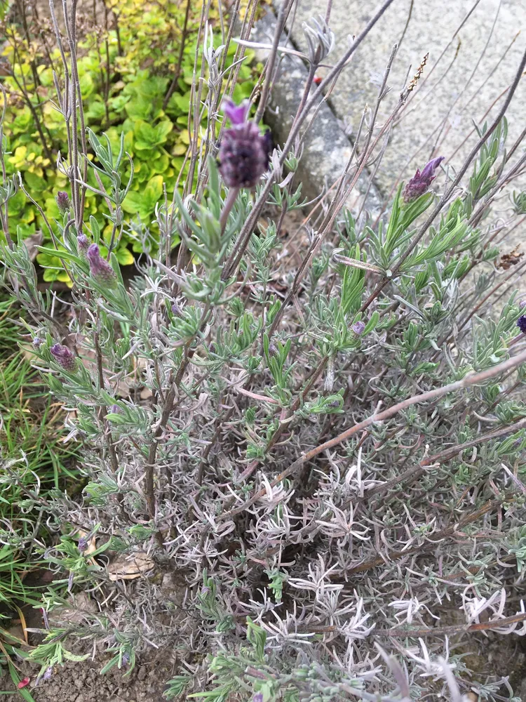 lavandula pedunculata plant showing characteristic features