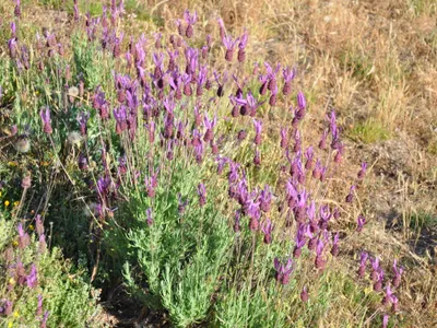 thumbnail lavandula pedunculata