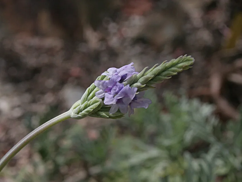 lavandula pinnata plant showing characteristic features