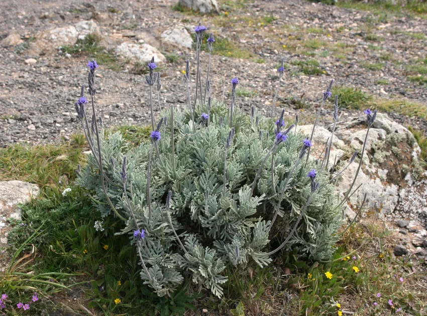 lavandula pinnata plant showing characteristic features
