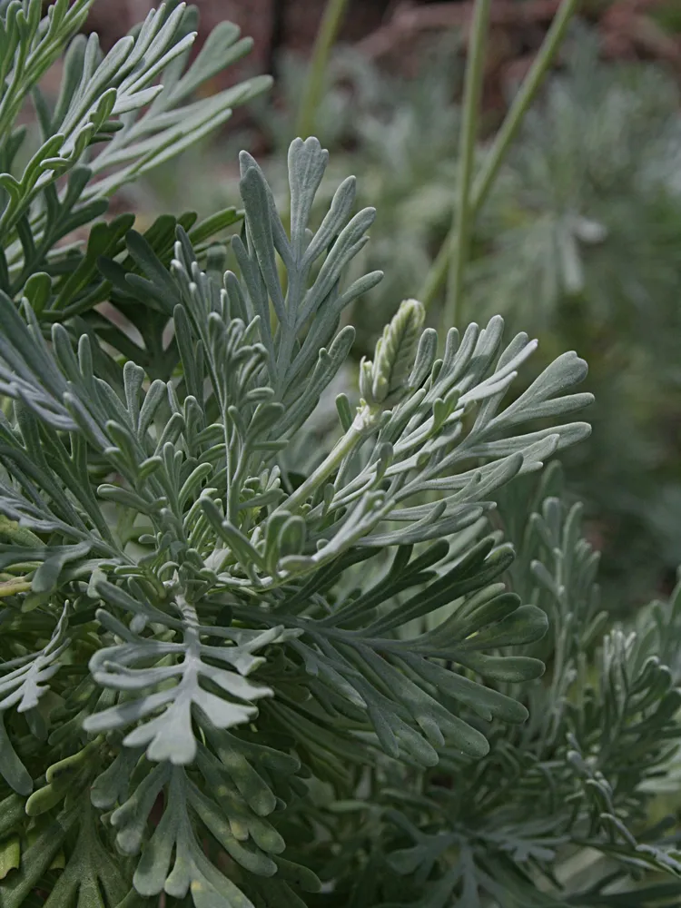 lavandula pinnata plant showing characteristic features