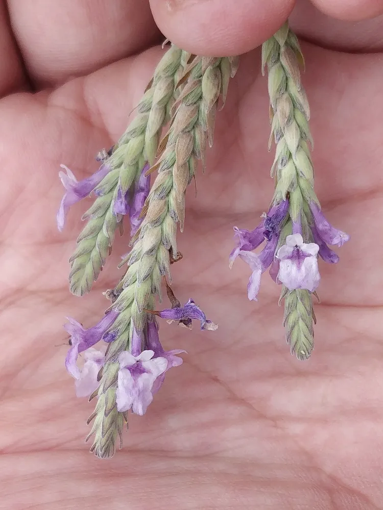 lavandula pinnata plant showing characteristic features