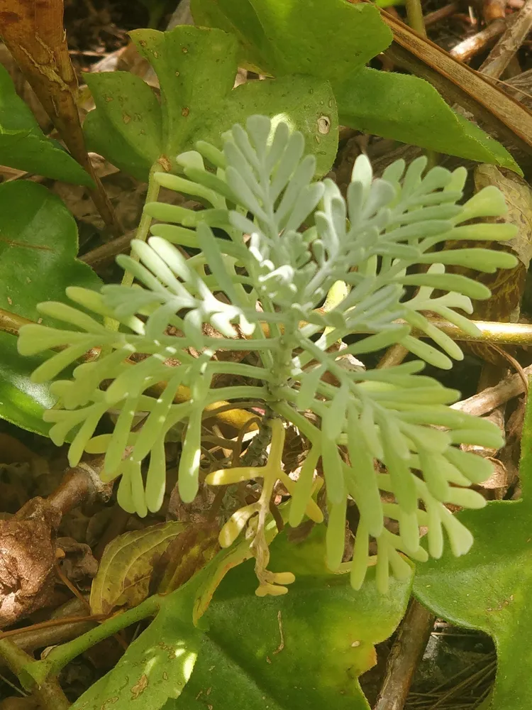 lavandula pinnata plant showing characteristic features