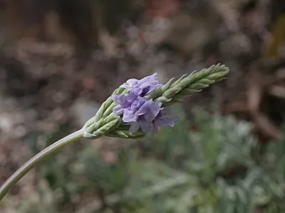 thumbnail lavandula pinnata