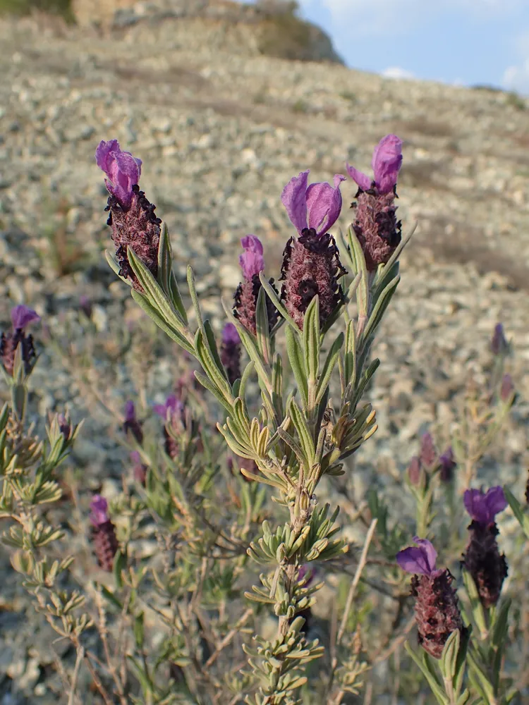 lavandula stoechas plant showing characteristic features