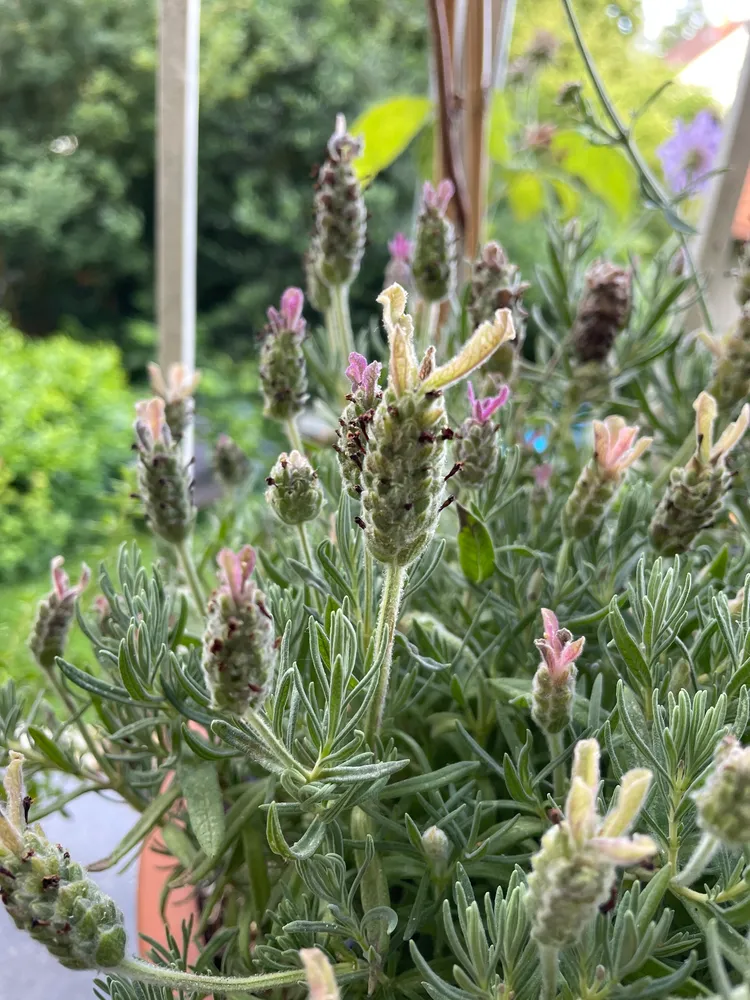 lavandula stoechas plant showing characteristic features