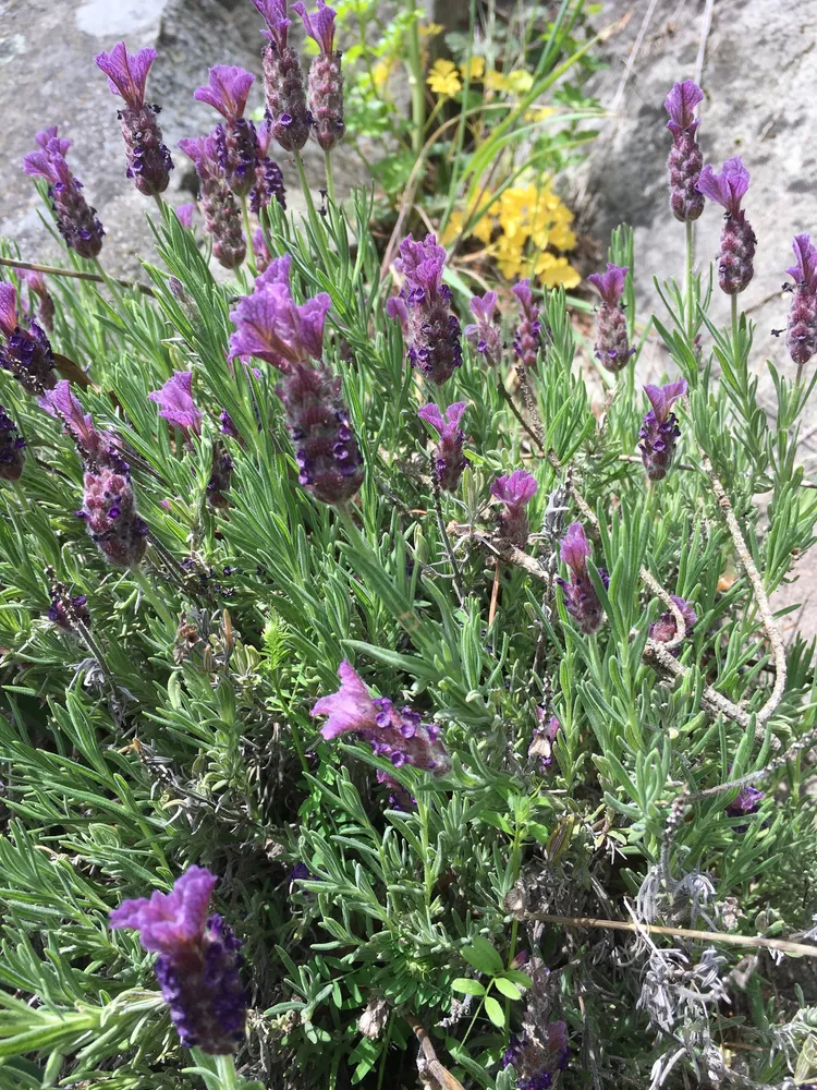 lavandula stoechas plant showing characteristic features