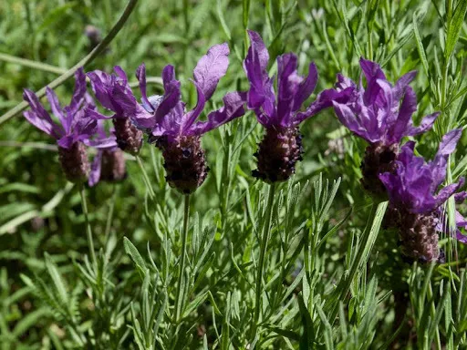 lavandula stoechas plant showing characteristic features