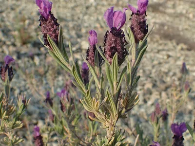 thumbnail lavandula stoechas