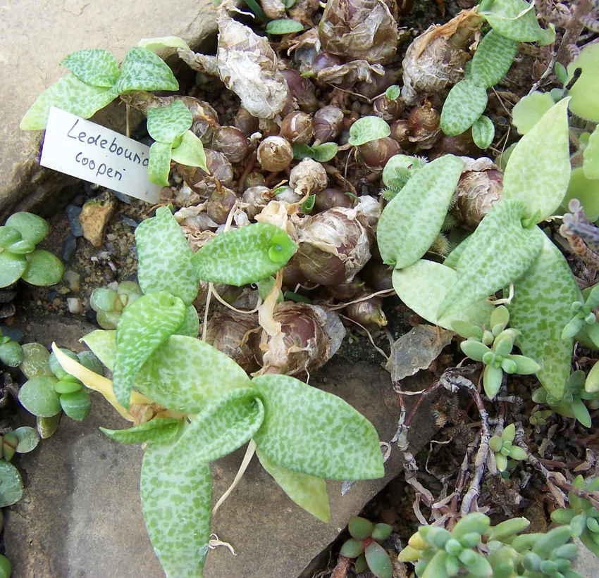 ledebouria cooperi plant showing characteristic features