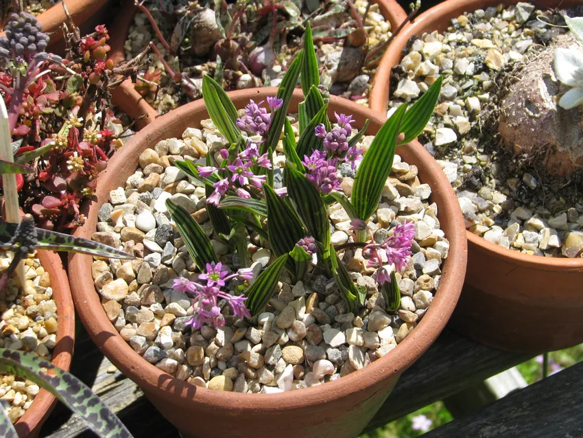 ledebouria cooperi plant showing characteristic features