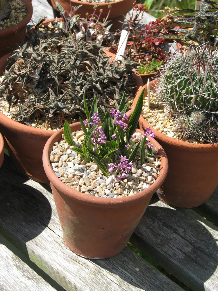 ledebouria cooperi plant showing characteristic features