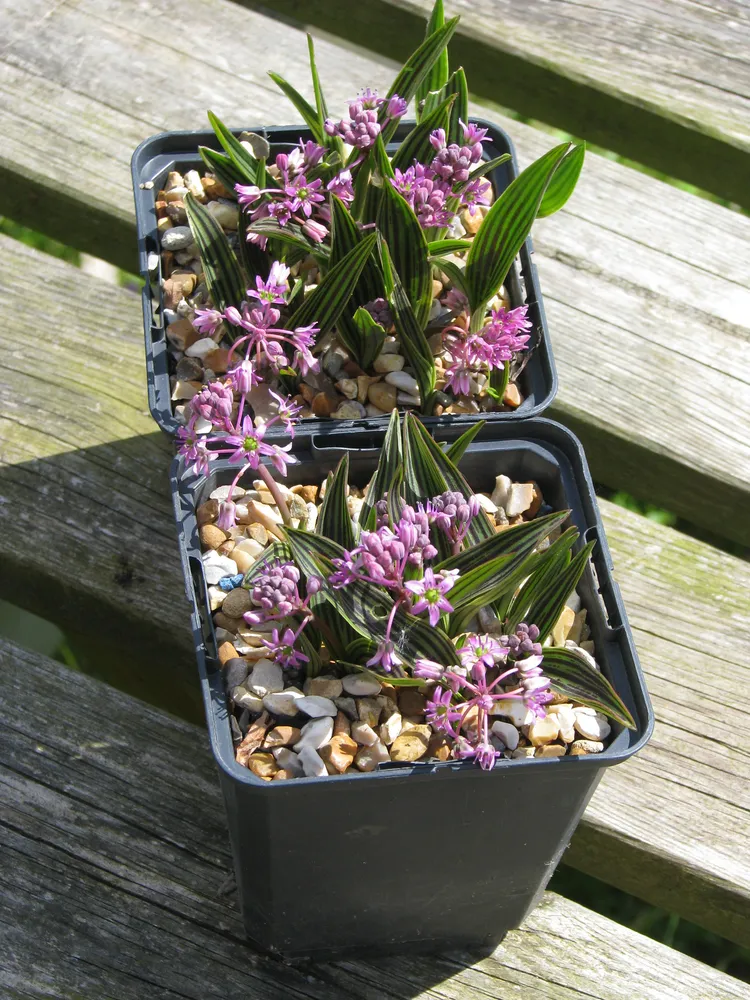 ledebouria cooperi plant showing characteristic features