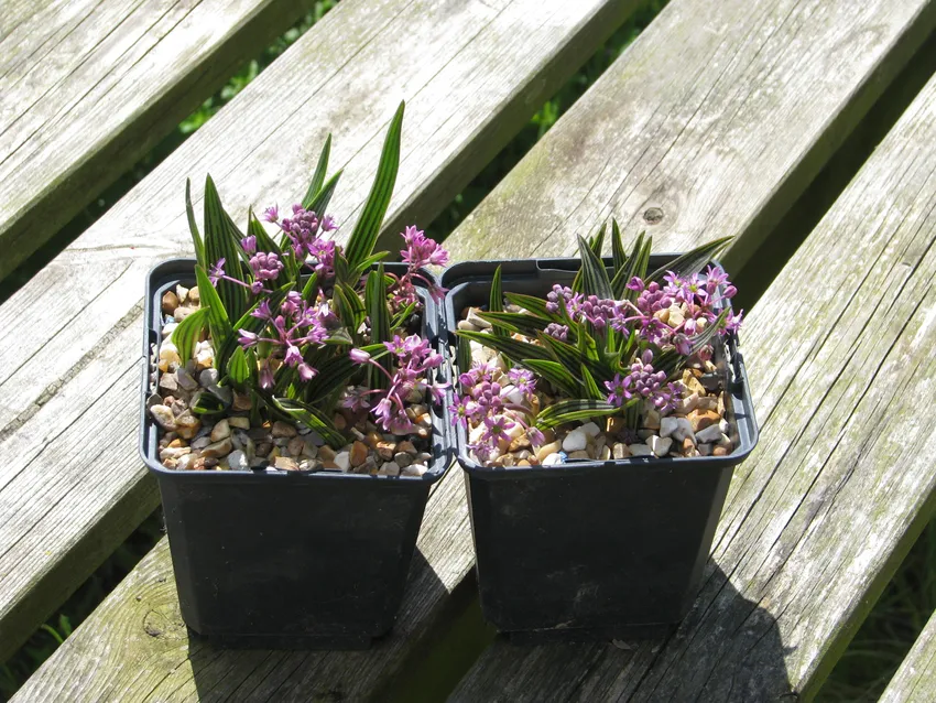 ledebouria cooperi plant showing characteristic features