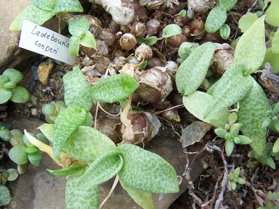 thumbnail ledebouria cooperi