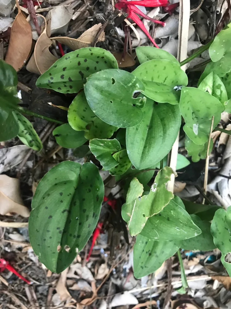 ledebouria petiolata plant showing characteristic features