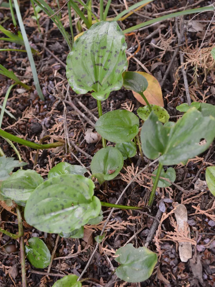 ledebouria petiolata plant showing characteristic features