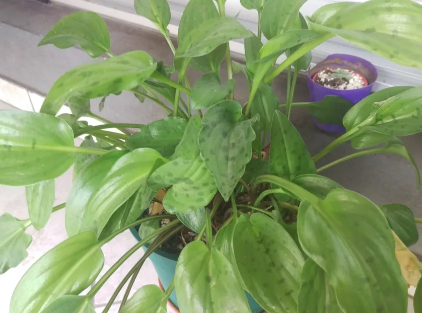 ledebouria petiolata plant showing characteristic features