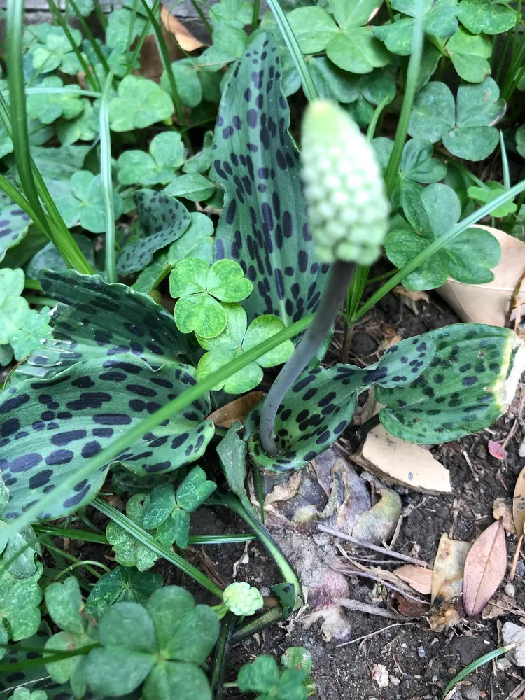 ledebouria petiolata plant showing characteristic features