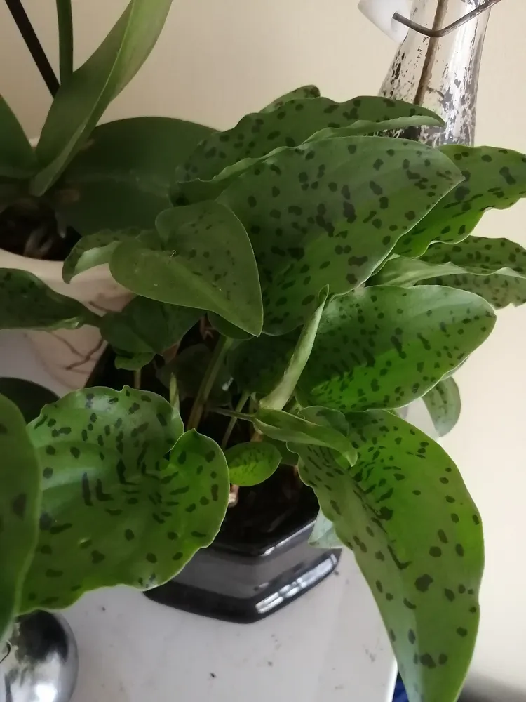 ledebouria petiolata plant showing characteristic features